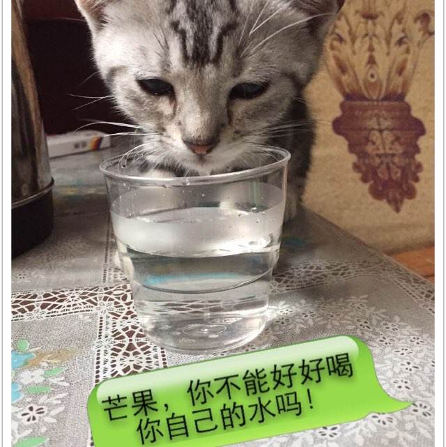 斯图加特大学硕士毕业证